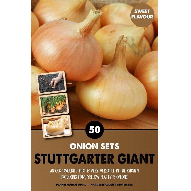 ONIONSETS STUTTGARTER GIANT x50