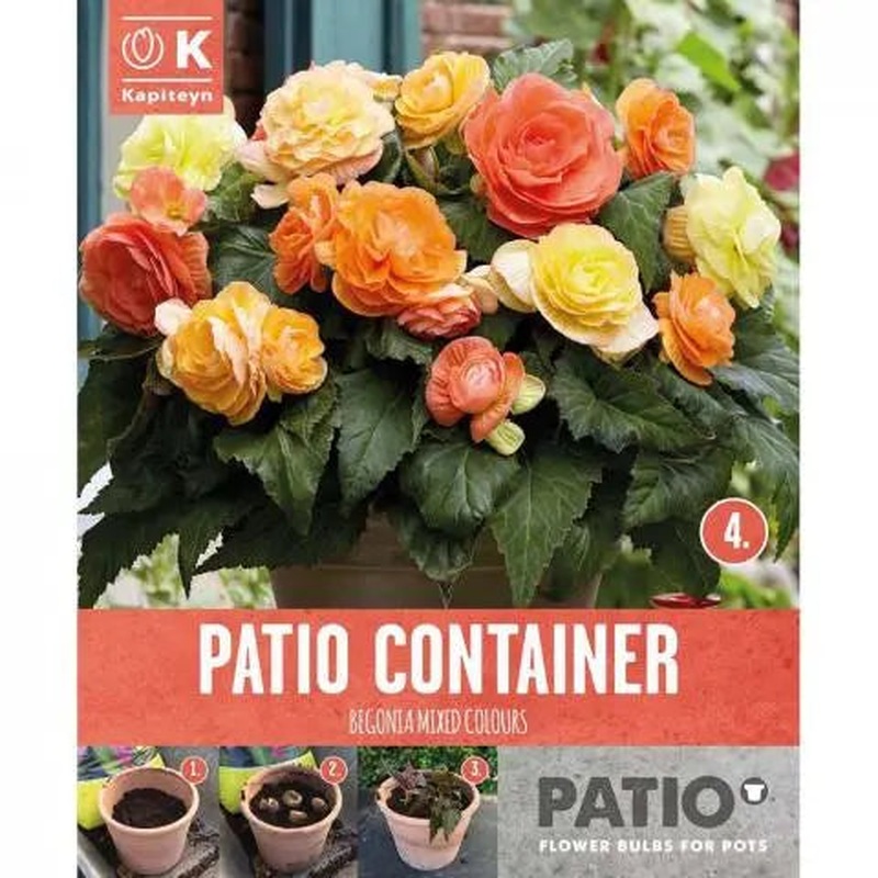 PATIO CONTAINER BEGONIA SUNSHINE SHADES x 5