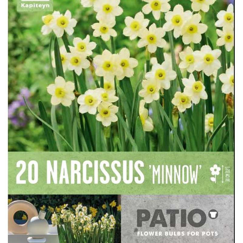 PATIO CONTAINER NARCISSUS TAZETTA MINNOW X 20
