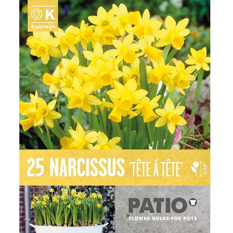 PATIO CONTAINER NARCISSUS TETE A TETE X 25