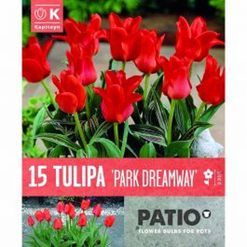PATIO CONTAINER TULIPA PARK DREAMWAY X 15
