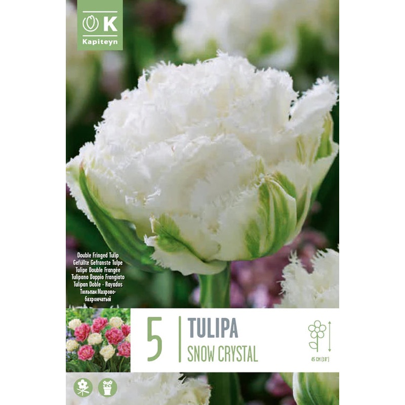PREM TULIP DOUBLE FRINGED SNOW CRYSTAL X 5