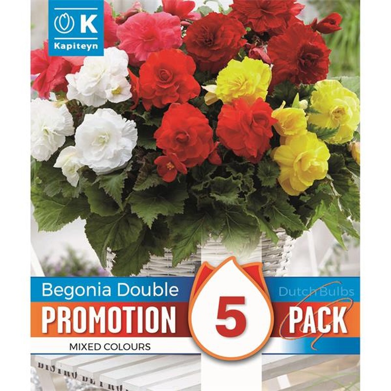 PROMO BEGONIA DOUBLE MIXED COLOURS x 5