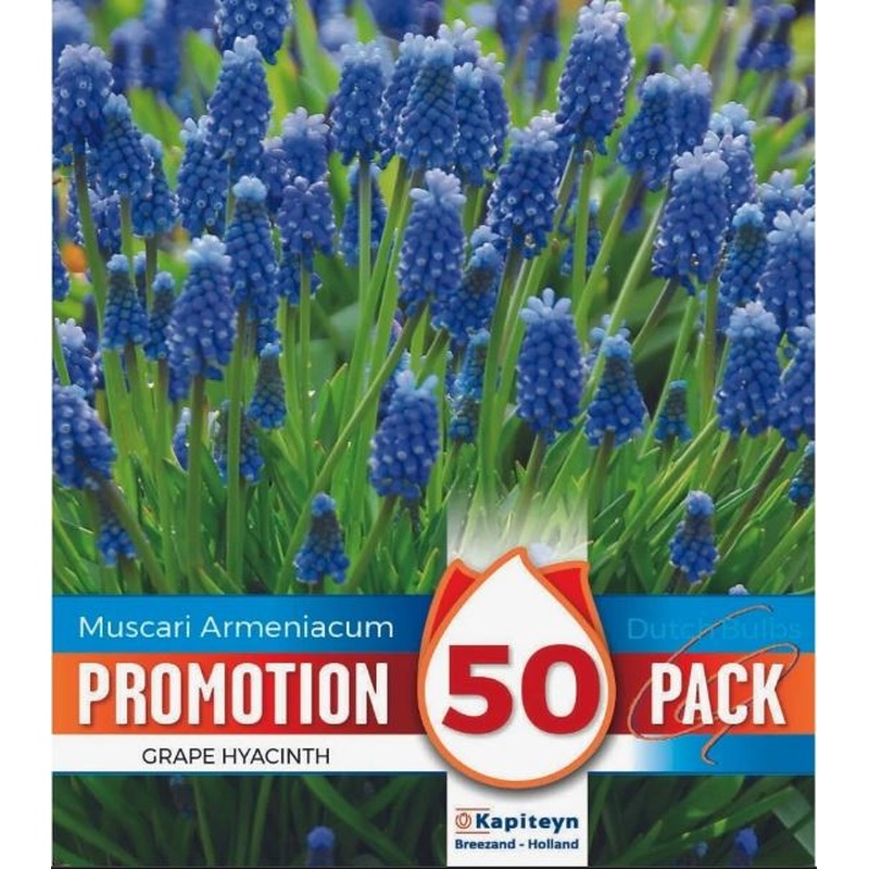 PROMO MUSCARI ARMENIACUM X 50