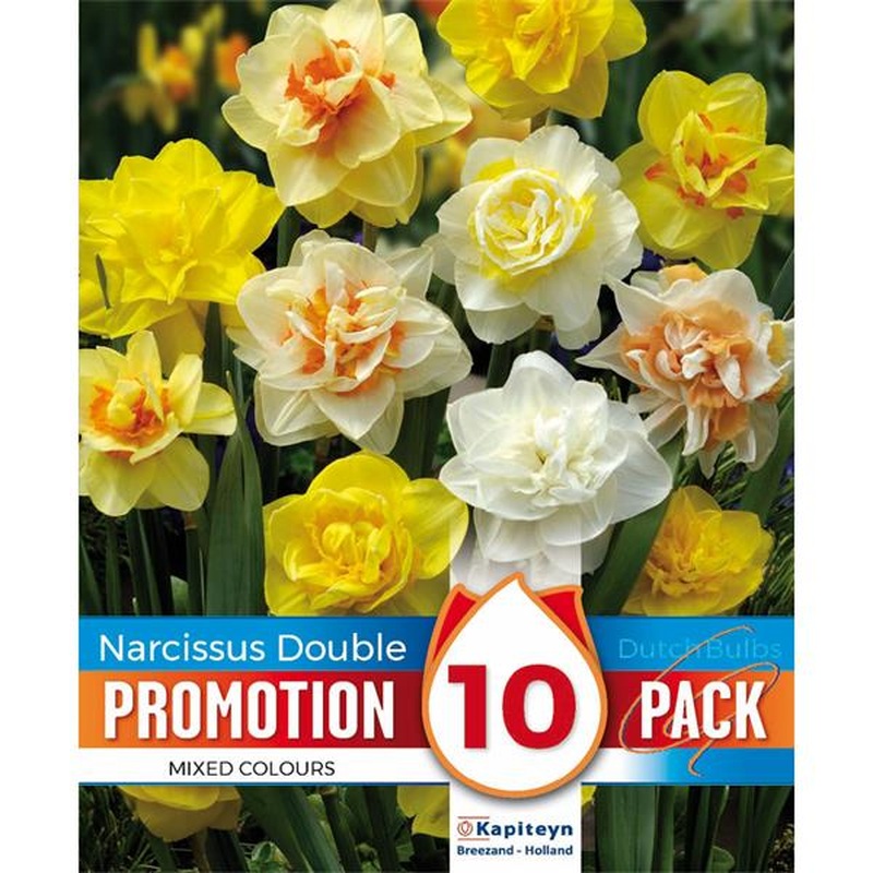 PROMO NARCISSUS DOUBLE MIXED COLOURS X 8