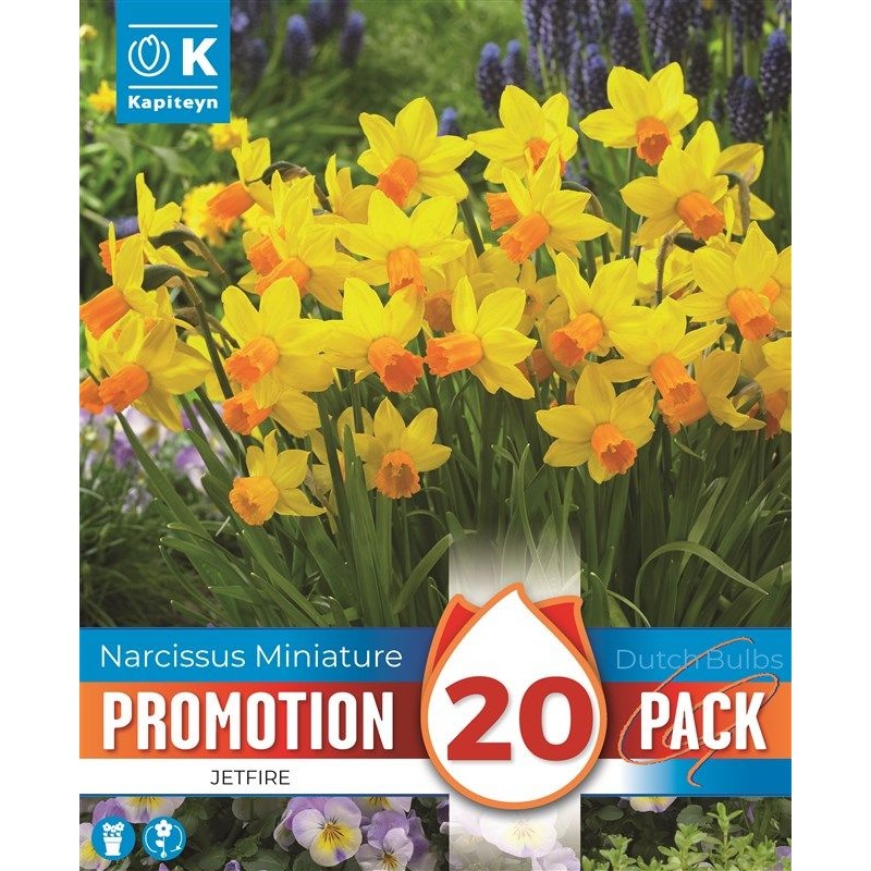 PROMO NARCISSUS JETFIRE X 20