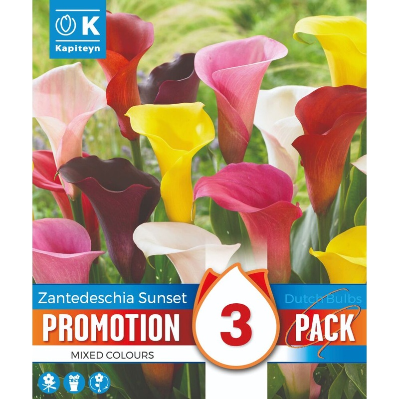 PROMO ZANTEDESCHIA SUNSET MIXED COLOURS x 3