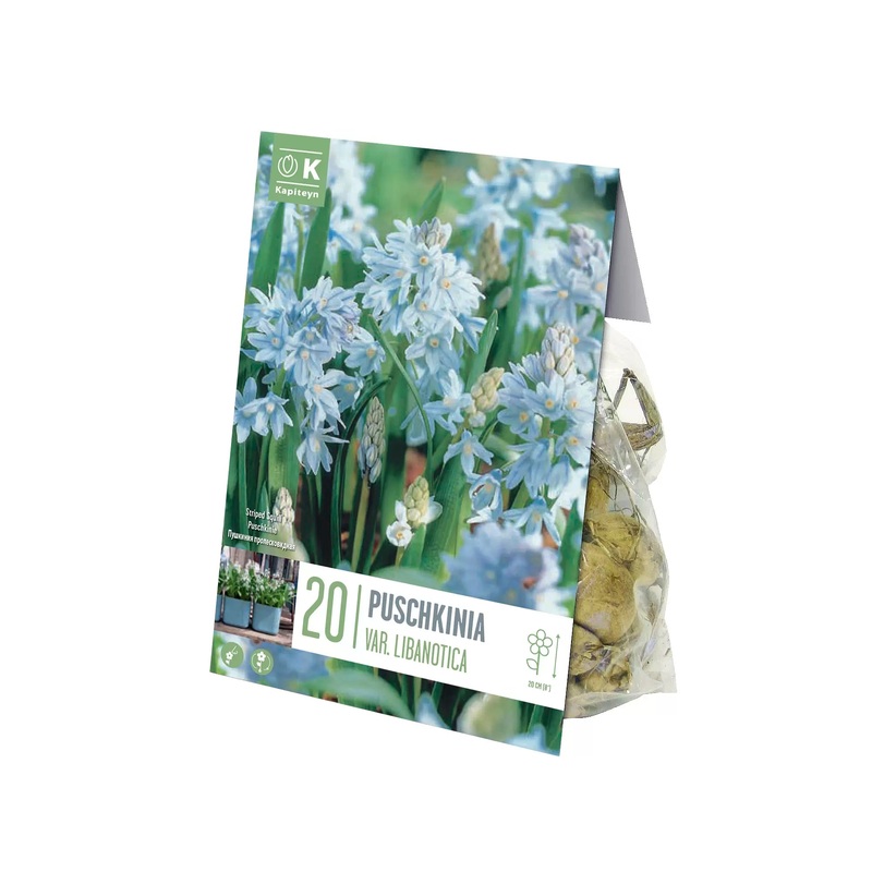 PUSCHKINIA LIBANOTICA X 20