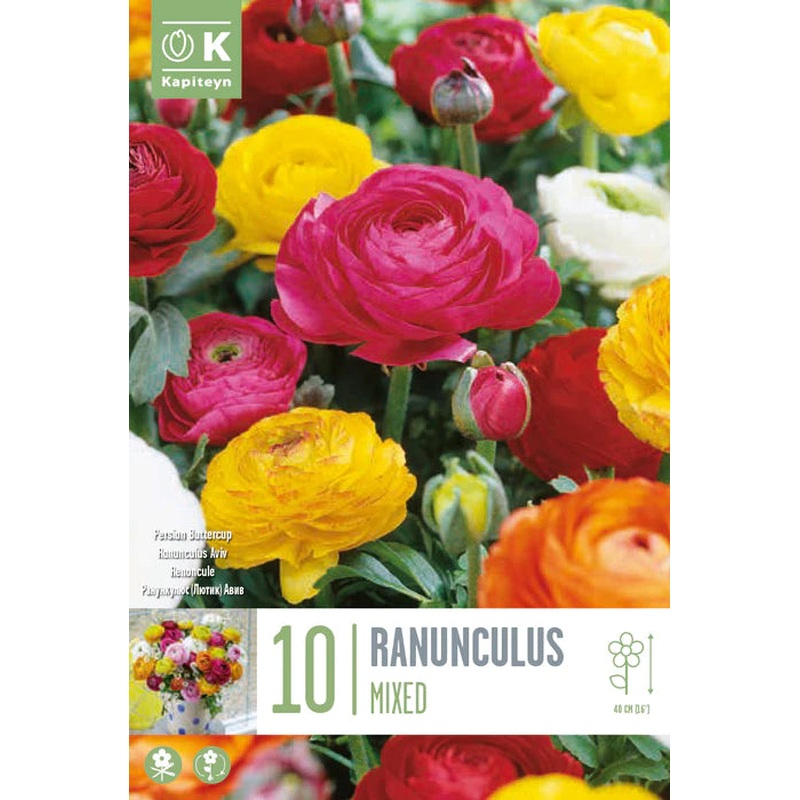 RANUNCULUS MIXED COLOURS X 10