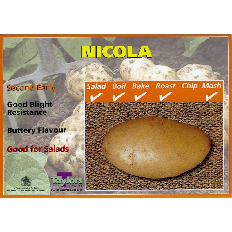 SEED POTATO NICOLA