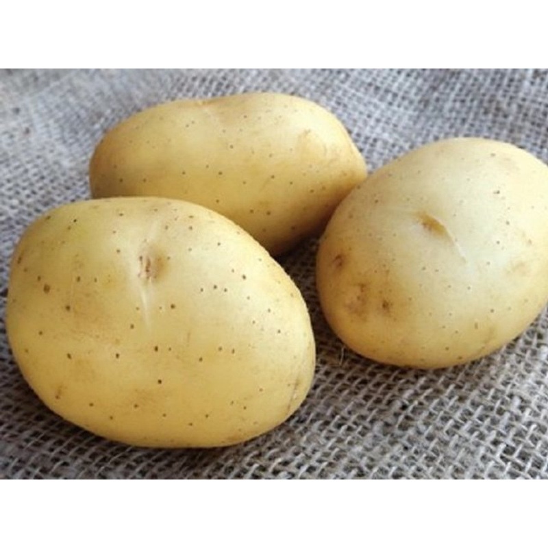 SEED POTATO VITABELLA