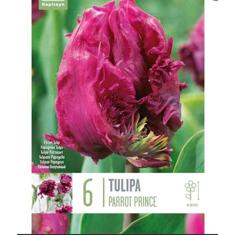 TUL PARROT PARROT PRINCE X 6