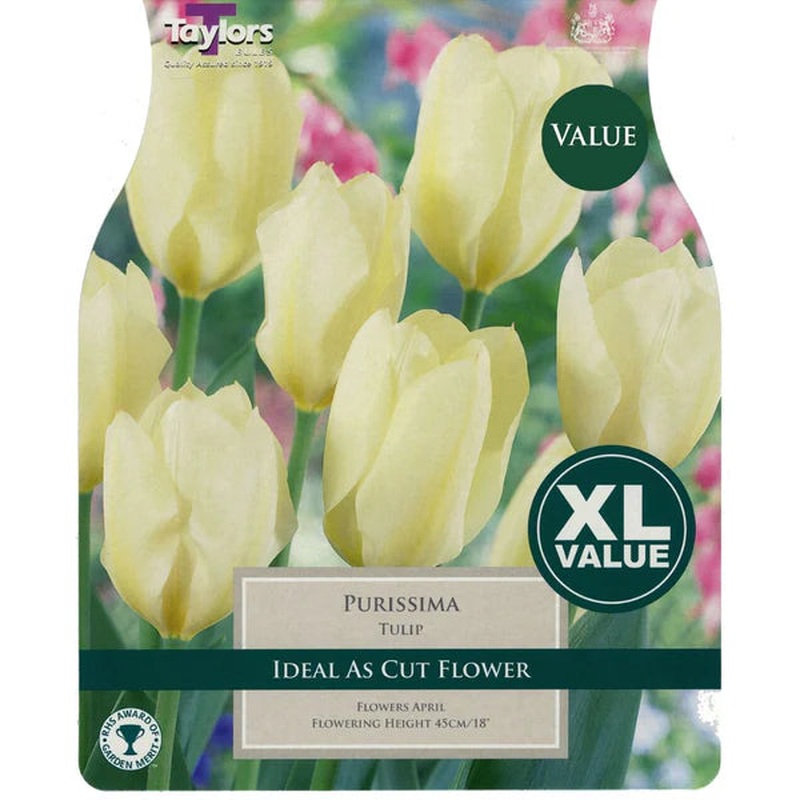 TULIP PURISSIMA x 18