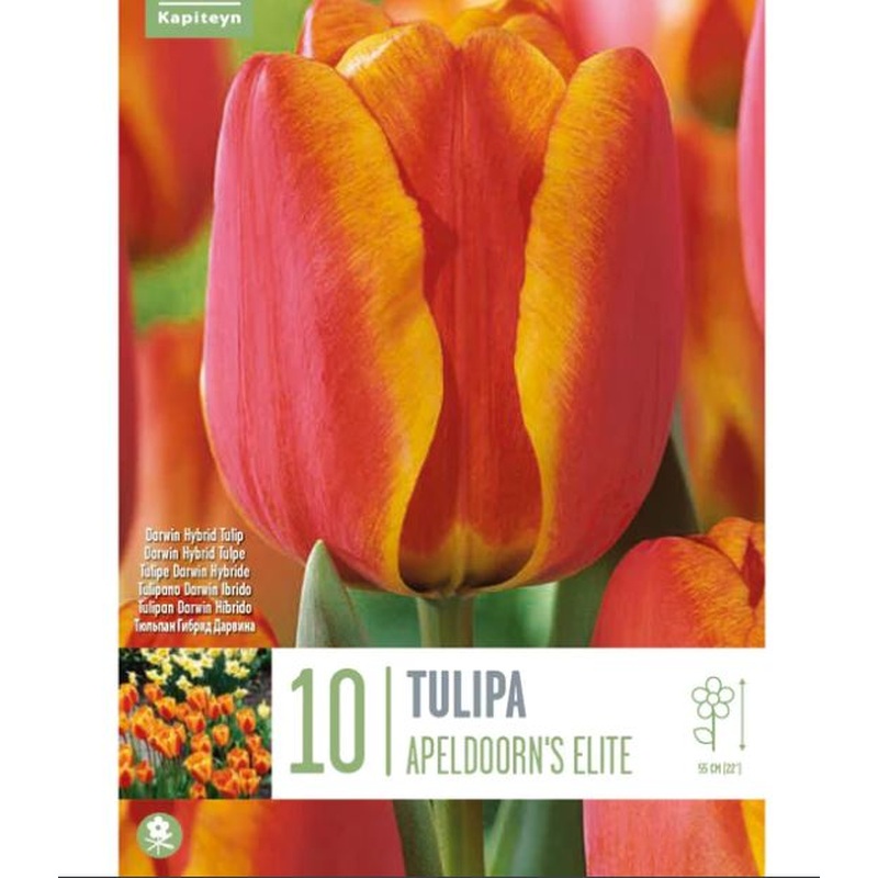 TULIPA APELDOORN'S ELITE X 10
