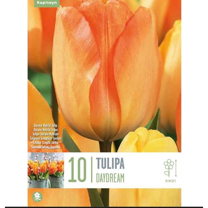TULIPA DAYDREAM X 10