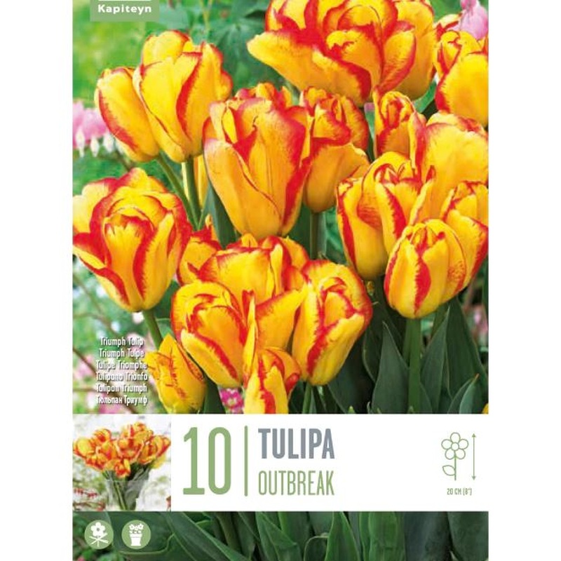 TULIPA DWARF OUTBREAK X 10