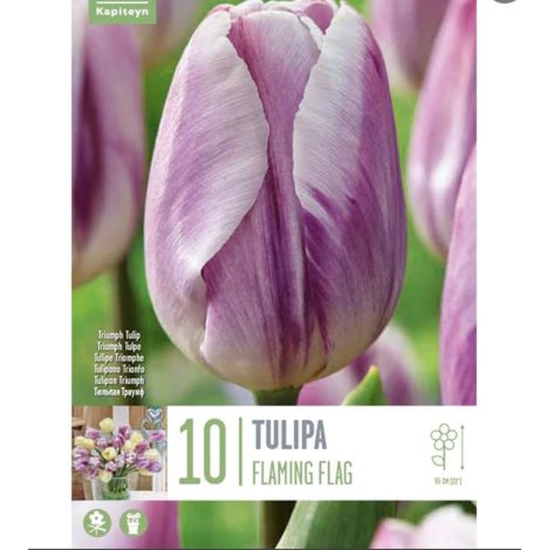 TULIPA FLAMING FLAG X 10