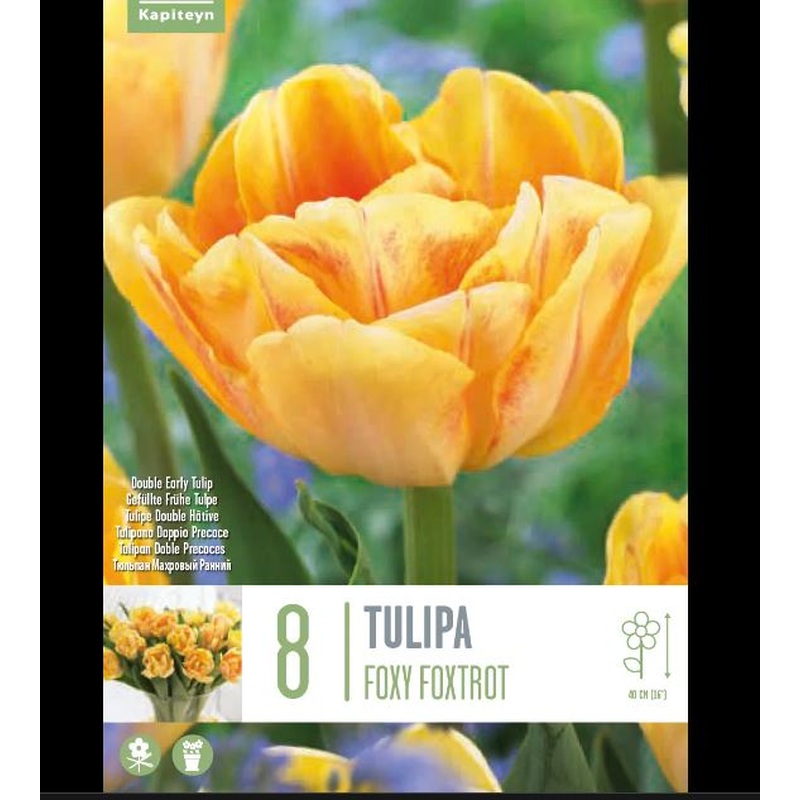TULIPA FOXY FOXTROT X 8