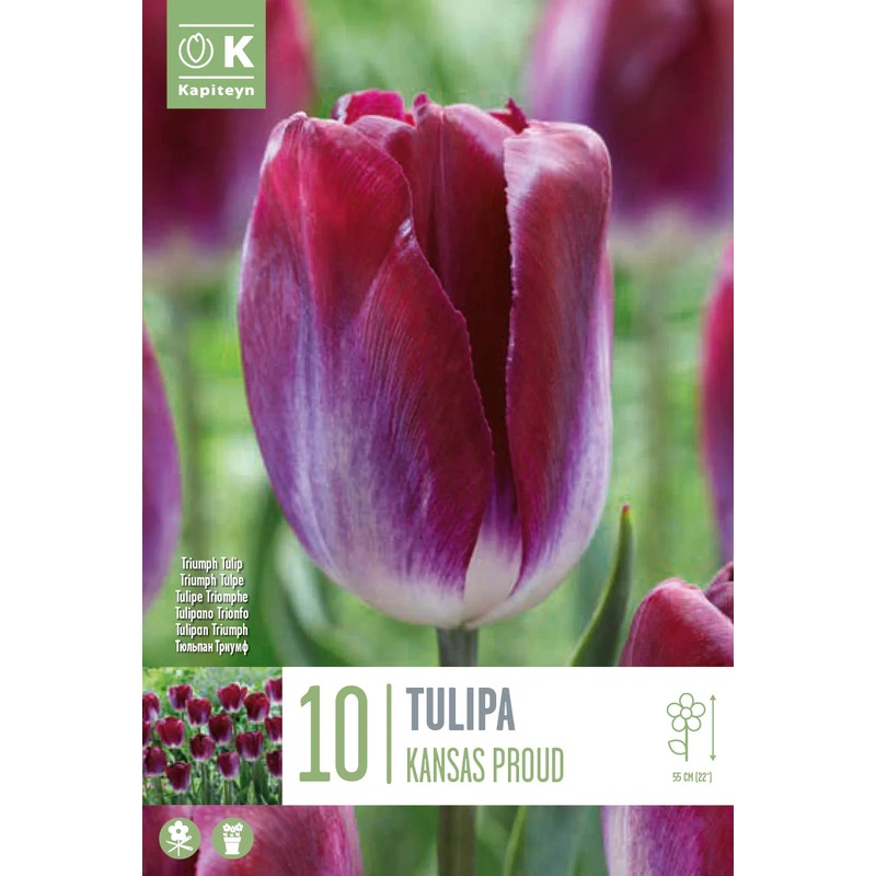 TULIPA KANSAS PROUD X 10