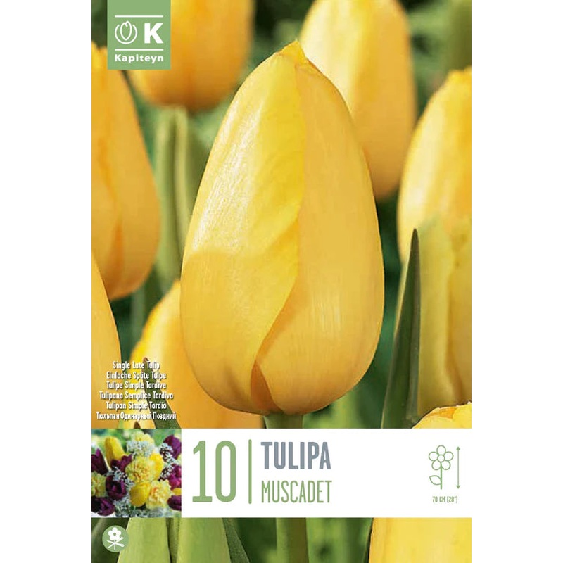 TULIPA MUSCADET X 10