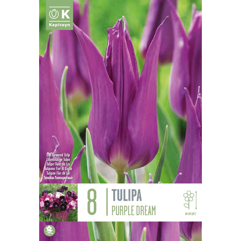 TULIPA PURPLE DREAM 8 Bulbs