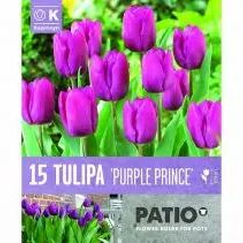 TULIPA PURPLE PRINCE x 10