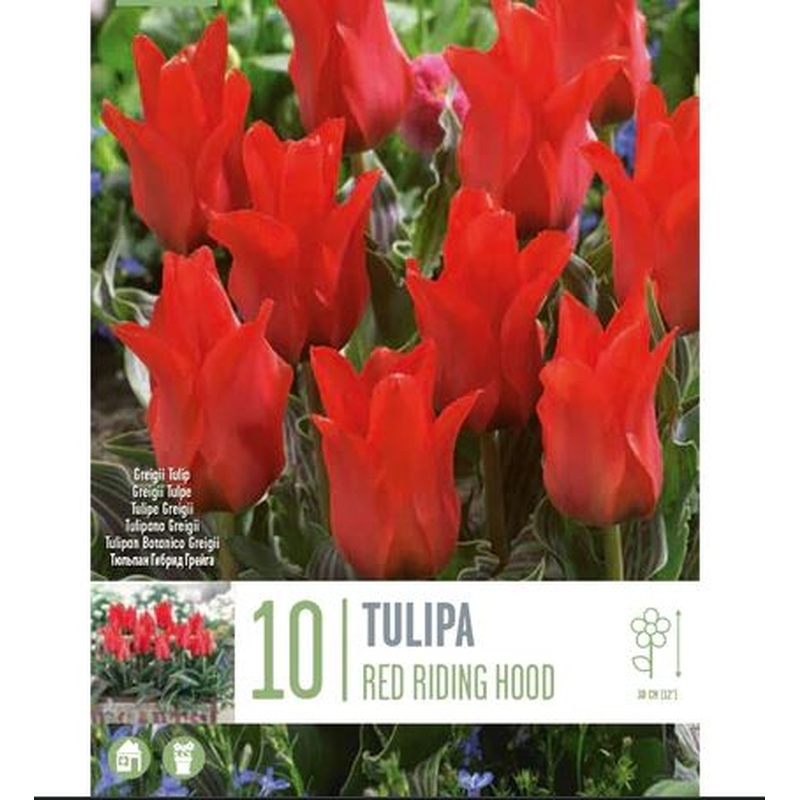 TULIPA RED RIDING HOOD X 10