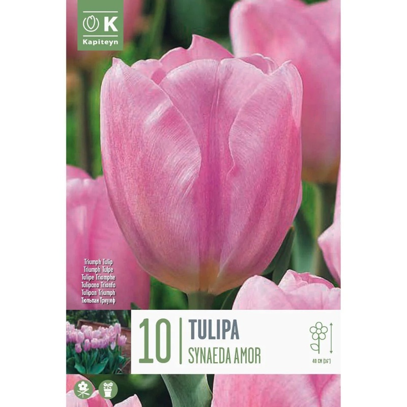 TULIPA SYNAEDA AMOR X 10