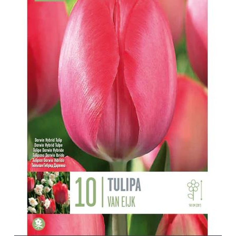 TULIPA VAN EIJK 10 Bulbs