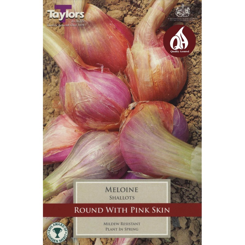10 SHALLOT FRENCH MELOINE 15-35