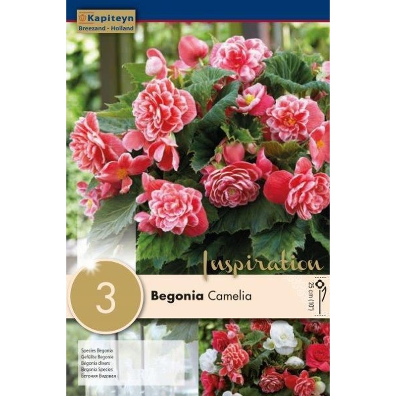 BEGONIA CAMELIA