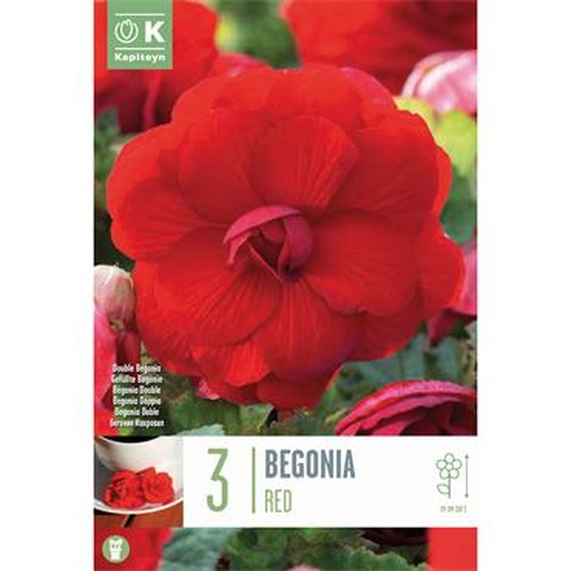 BEGONIA DOUBLE RED x 3