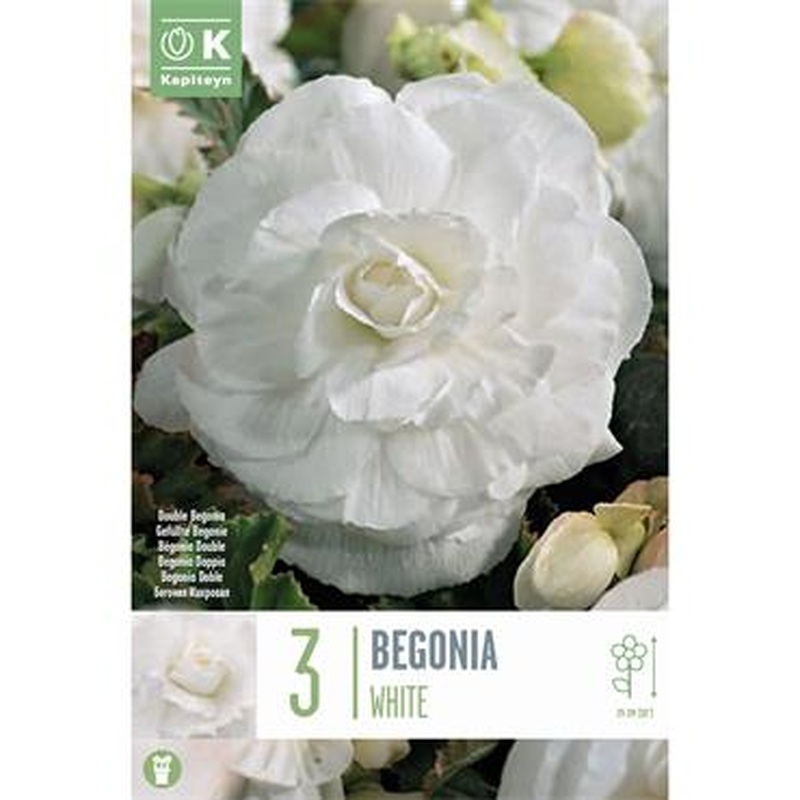 BEGONIA DOUBLE WHITE x 3