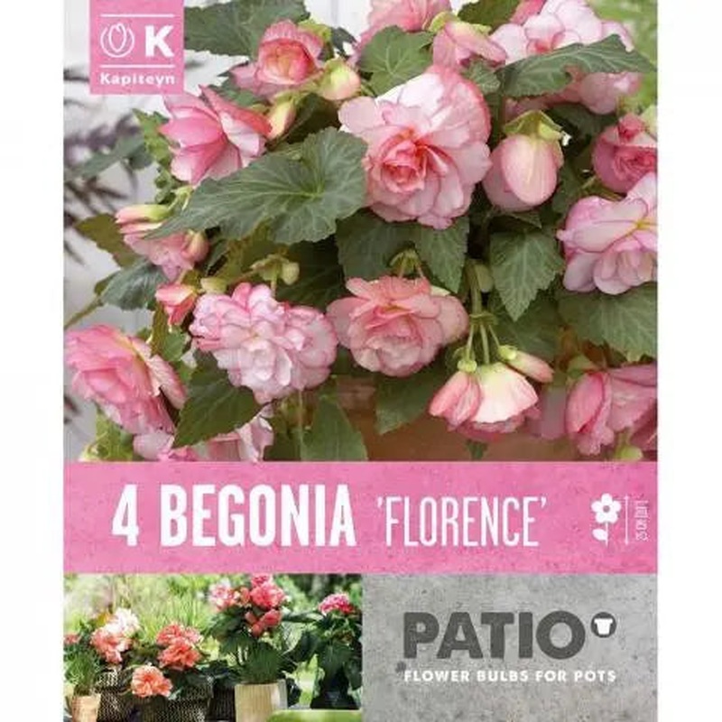 BEGONIA FLORENCE x 4
