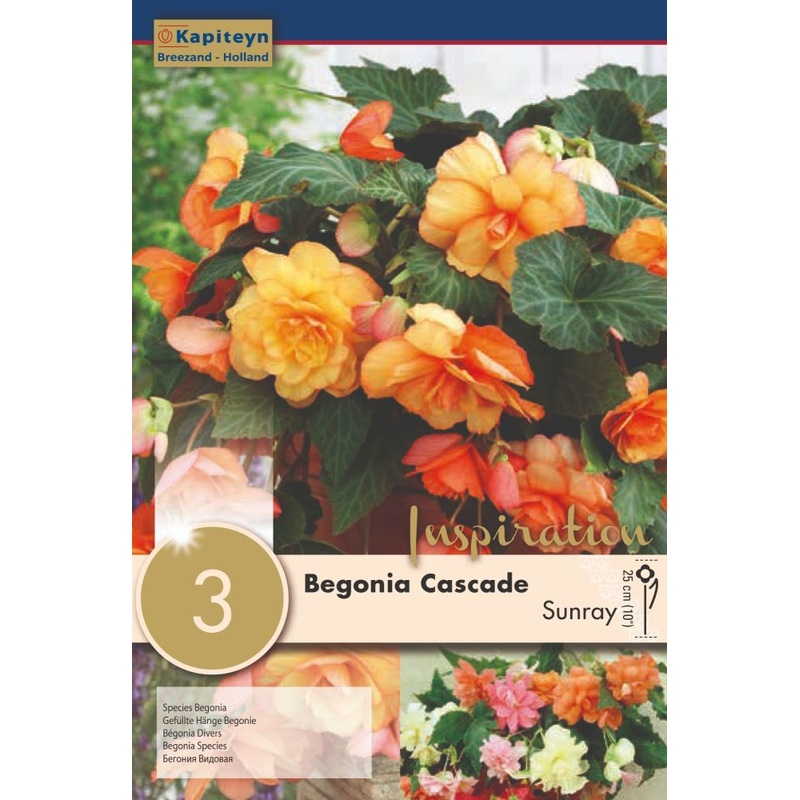 BEGONIA SUNRAY