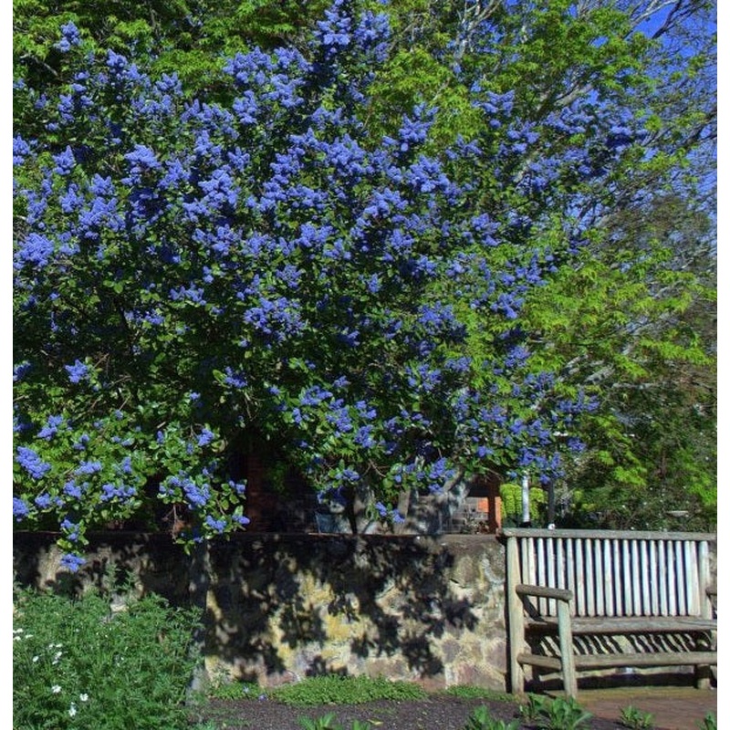 Ceanothus Trewithen Blue