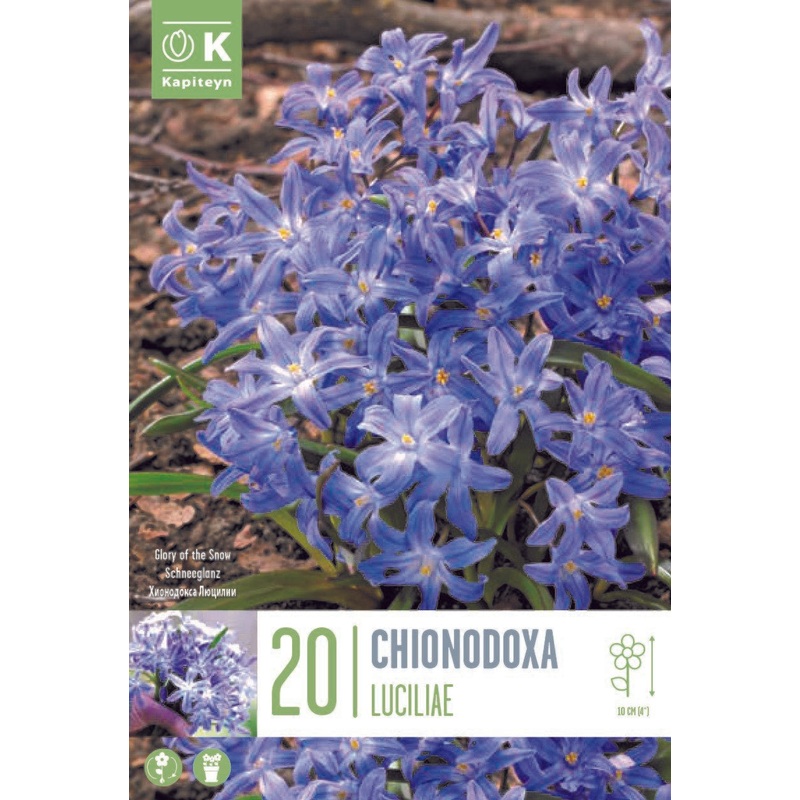 CHIONODOXA LUCILIAE X 20