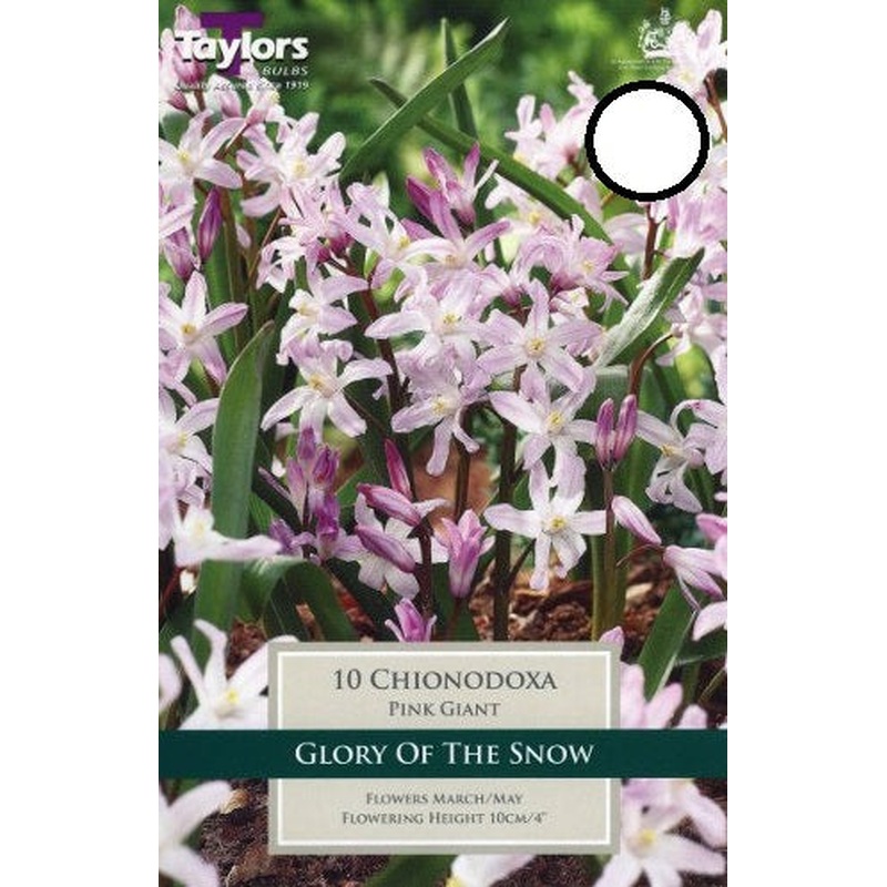 CHIONODOXA PINK GIANT
