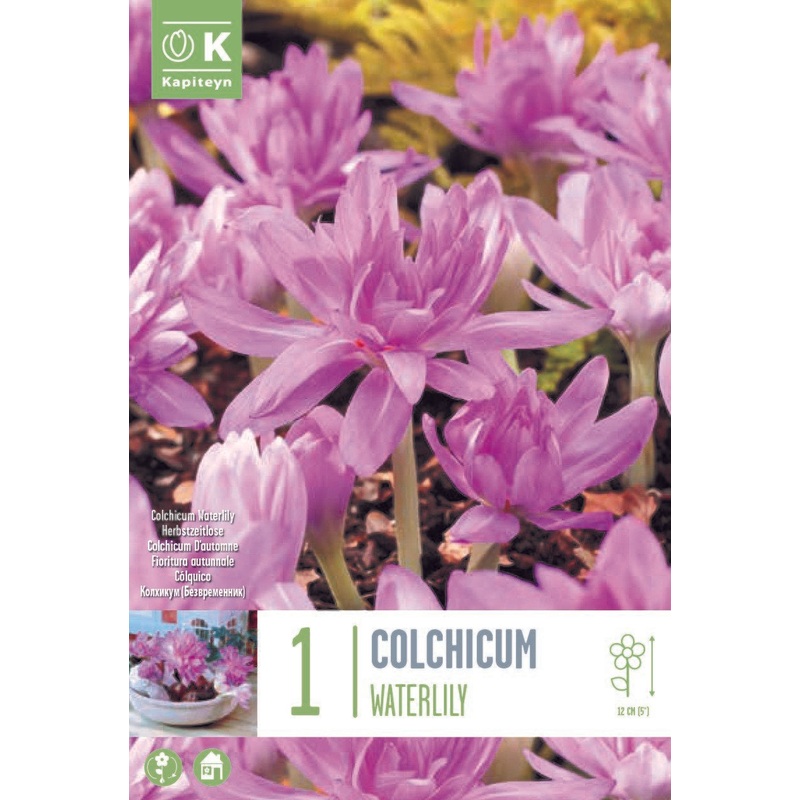 COLCHICUM WATERLILY X 1