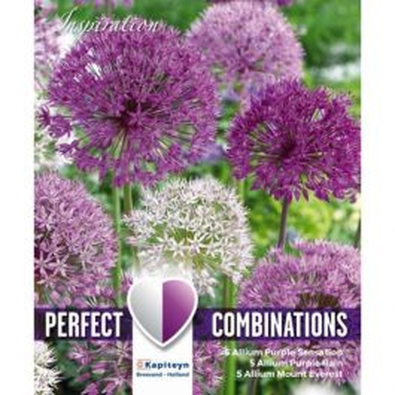 COMBI ALLIUM LARGE BALL x 15