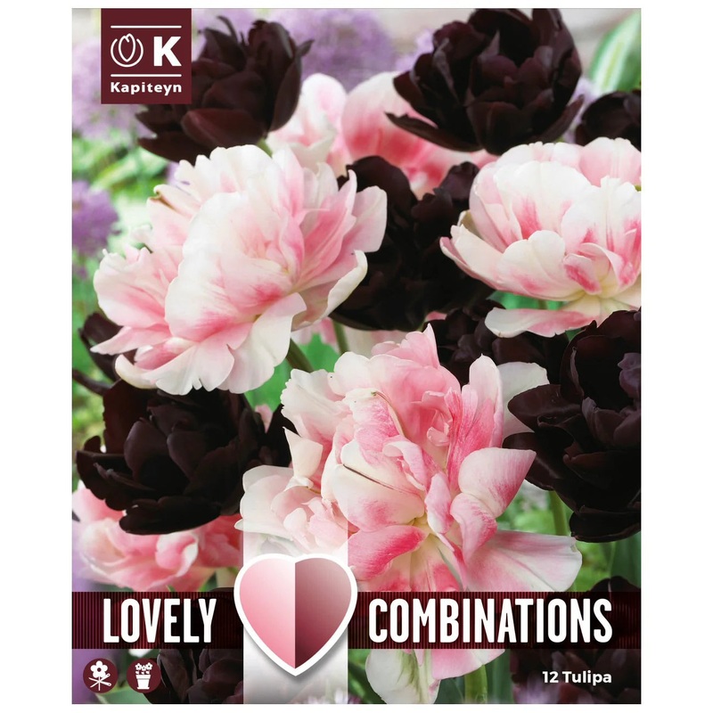 COMBI TULIPA DUOPACK BLACK & PINK x 12