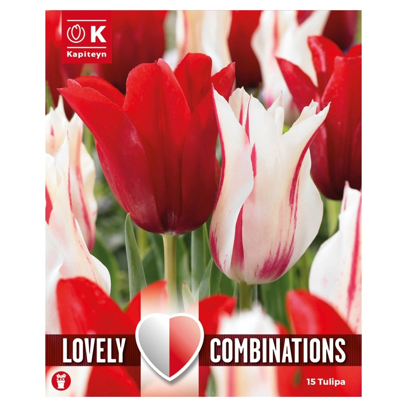 COMBI TULIPA DUOPACK RED & WHITE x 15