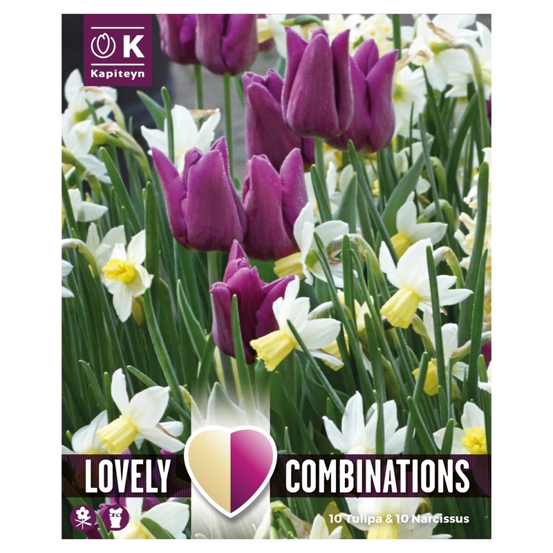 COMBI TULIPA PURPLE & NARCISSUS WHITE x 15
