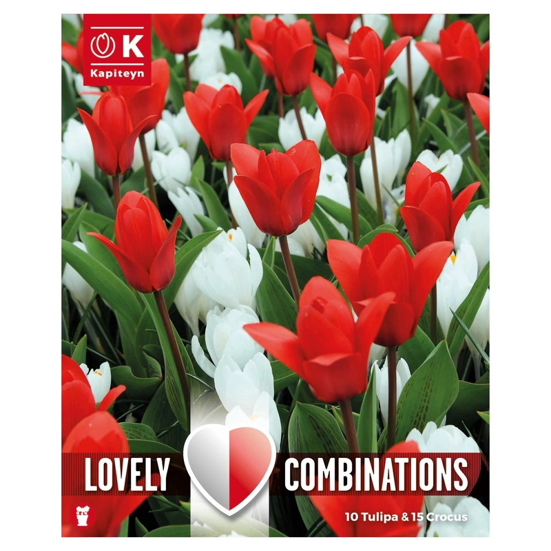 COMBI TULIPA RED & CROCUS WHITE 25 Bulbs
