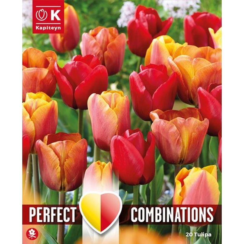 COMBI TULIPA RED, ORANGE & YELLOW BLEND x 20