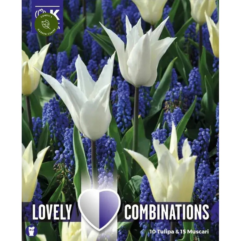 COMBI TULIPA WHITE & MUSCARI BLUE x 25