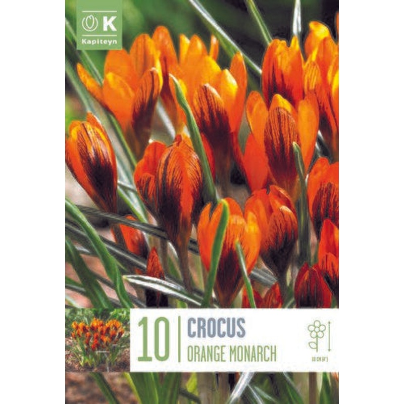 CRO ORANGE MONARCH X 10