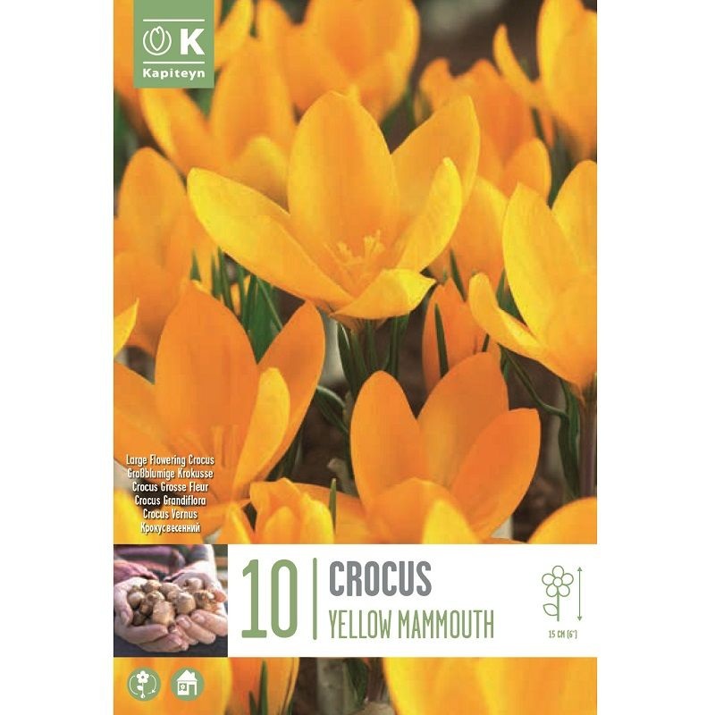 CROCUS YELLOW MAMMOUTH X 10