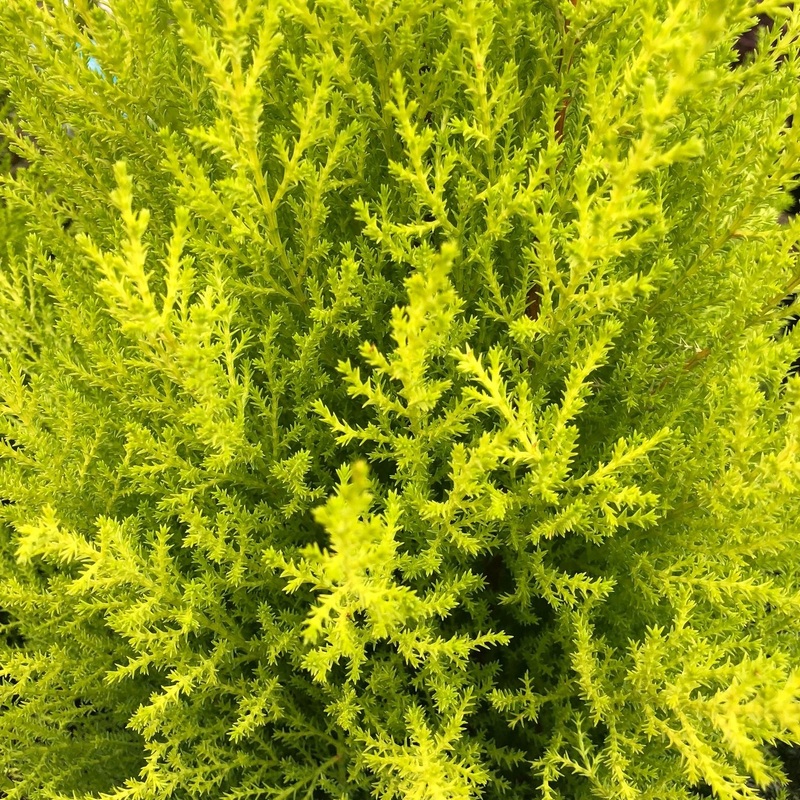 Cupressus m. (Goldcrest) Wilma  P17