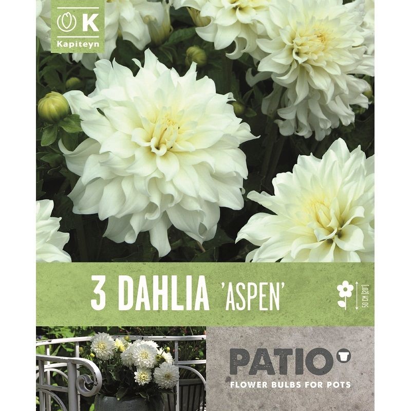 DAHLIA ASPEN x 3